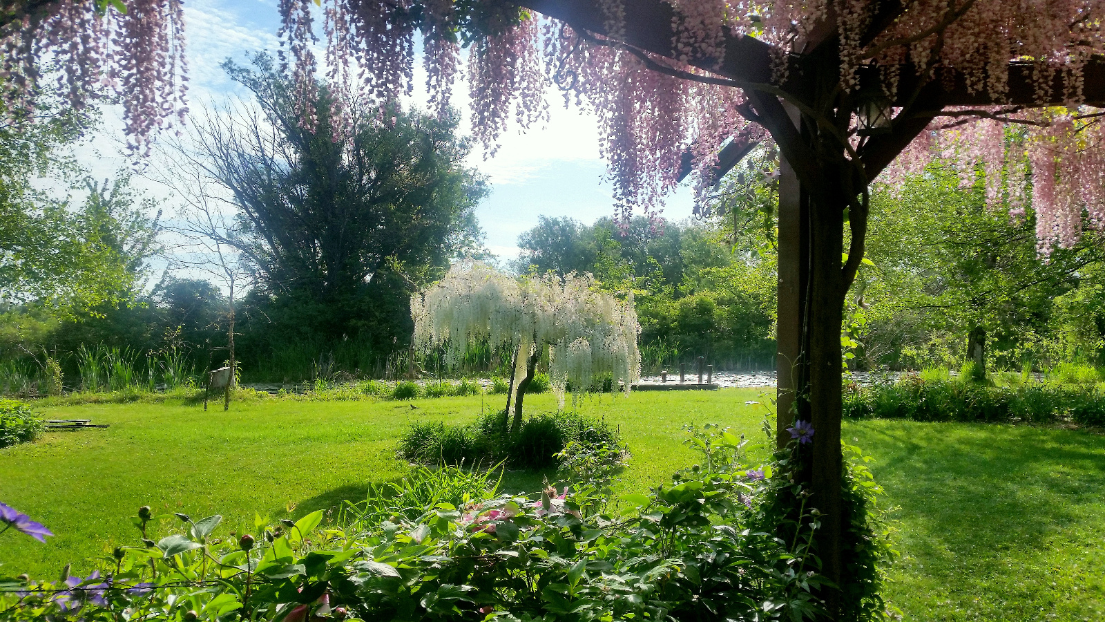WHITE TREE WISTERIA; CLEMATIS AND TREE PEONY IN BLOOM INSIDE GAZEBO FLOWERBEDS